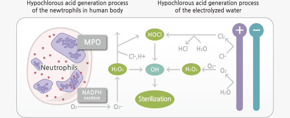 the sterilizing mechanism of acid electrolyzed water